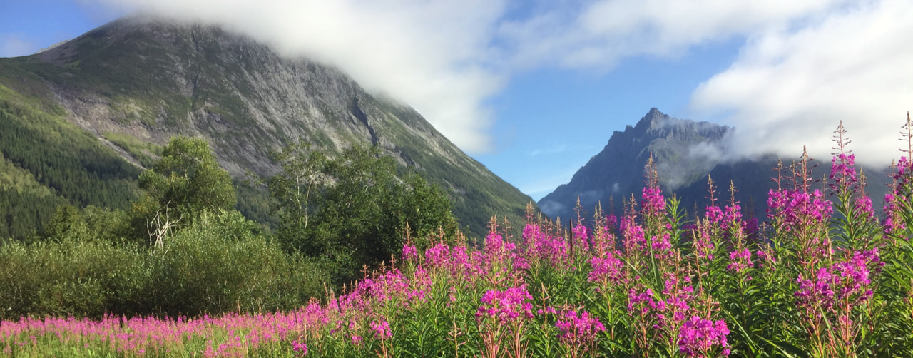 Two mountains in the background, between them blue sky in the forground a meadow of tall pink flowers